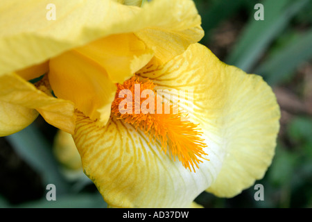 Hoch bärtige Iris blass Primrose im Mai Stockfoto