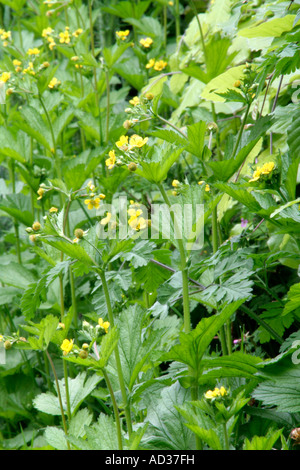 Garten Hecke Böden mit gutem Management bieten eine attraktive Folie nicht invasive einheimischer Pflanzen Stockfoto