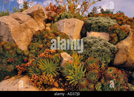 Pflanzen wachsen in einem Steingarten in Denver Botanic Gardens in Denver, Colorado, USA. Stockfoto