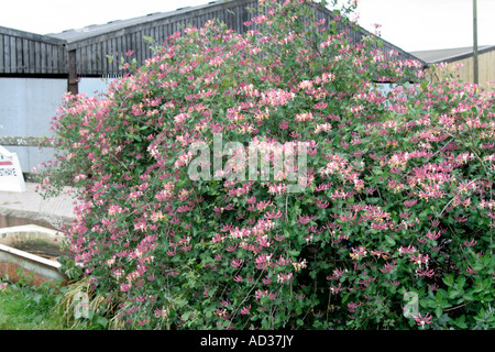 Lonicera x Americana Syn Italica ist in auffälligen Blüten im Mai verputzt. Stockfoto