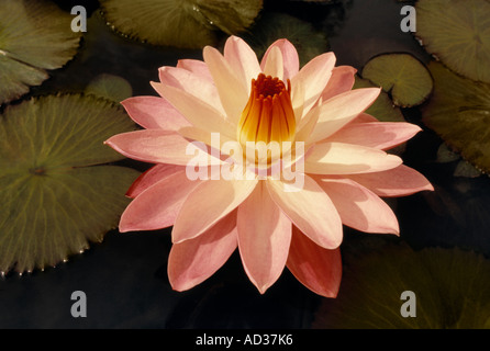 Wasser Lilly Blüte schwimmt in einem Teich mit Lilly Pads um ihn herum in Denver Botanic Gardens, Colorado, USA. Stockfoto