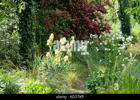 Tall bärtigen Iris blass Primrose Crataegus Paul s Scarlet und Aquilegia Vulgaris Alba in Holbrook Garten Devon Mai Stockfoto