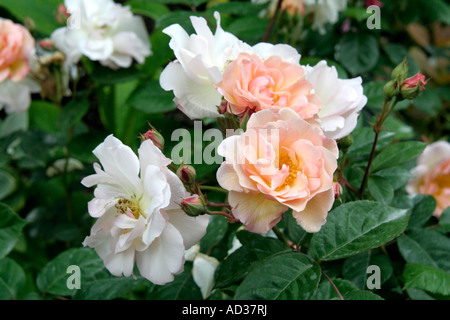 Hybrid Musk Rose Penelope Stockfoto