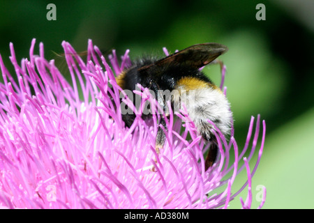 Psithyrus Vestalis ein Kuckuck Biene auf die Wildform des Cirsium Rivulare gesammelt Val Ferret Courmayer N Italy Stockfoto