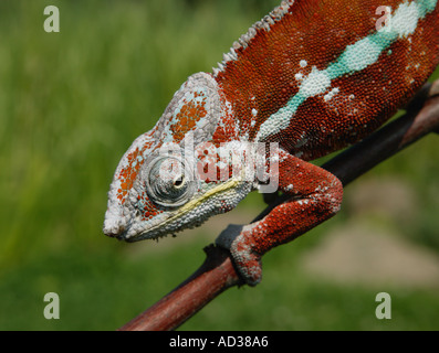 ROTE CHAMÄLEON KLETTERN AUF AST Stockfoto