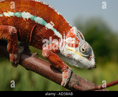 ROTE CHAMÄLEON KLETTERN AUF AST Stockfoto