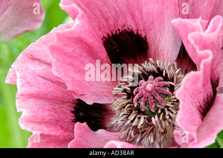Papaver Orientale Manhattan hat reichhaltiges rosa lila Blüten im Juni Stockfoto