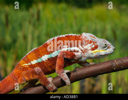 ROTE CHAMÄLEON KLETTERN AUF AST Stockfoto