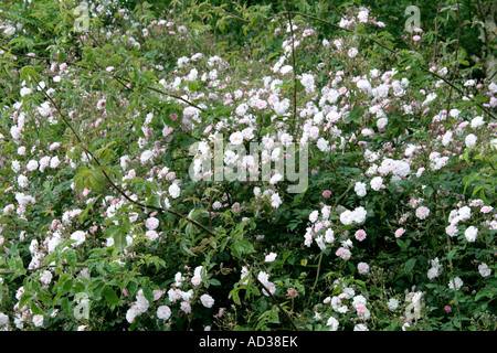 Pauls Himalayan Musk Rose ist ein robuster Rambler mit einem einzigen glorreichen Flush Intenesely duftenden Blüten im Juni Stockfoto