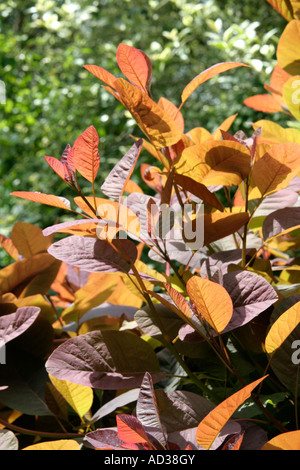 Cotinus Grace ist besonders effektiv, wenn Hintergrundbeleuchtung von der Sonne Stockfoto