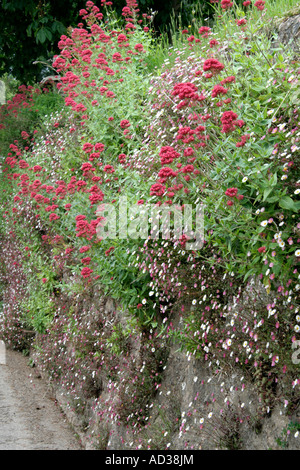 Eine gerichtete Südwand in Sampford Peverell gekleidet in Erigeron Karvinskianus und Centranthus ruber Stockfoto