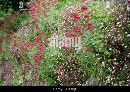 Eine gerichtete Südwand in Sampford Peverell gekleidet in Erigeron Karvinskianus und Centranthus ruber Stockfoto