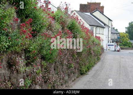 Eine gerichtete Südwand in Sampford Peverell gekleidet in Erigeron Karvinskianus und Centranthus ruber Stockfoto