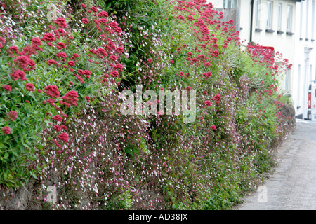 Eine gerichtete Südwand in Sampford Peverell gekleidet in Erigeron Karvinskianus und Centranthus ruber Stockfoto