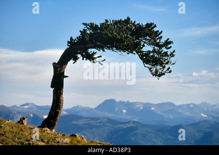 Bristlecone Kiefer wölbt sich über einer Bergkette Hintergrund am Mt. Goliath in den Rocky Mountains. Stockfoto