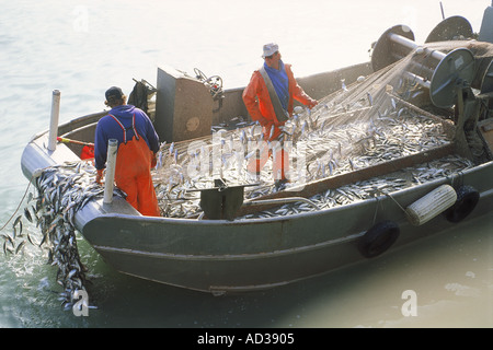 Fischer laden Netze voll von Hering aus Sausalito, Kalifornien Stockfoto