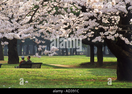 Älteres Ehepaar sitzt unter Kirschblüten im Yoyogi Park in Tokio Stockfoto