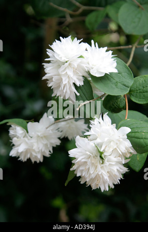 Philadelphus virginal Stockfoto