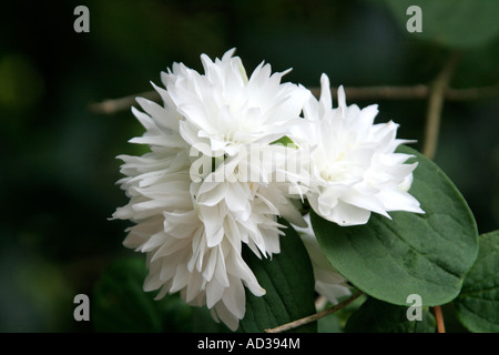 Philadelphus virginal Stockfoto