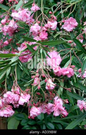 Nerium Oleander doppelte rosa form Stockfoto