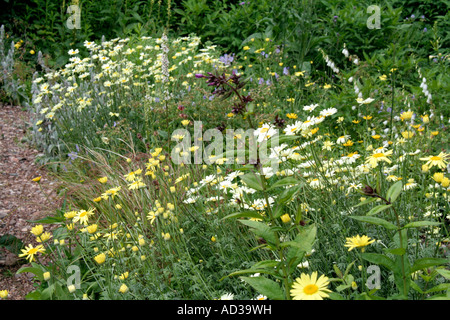 Bestandteil der Steingarten in Holbrook Devon Ende Juni mit Anthemis E C Buxton und Anthemis Wargrave Vielfalt die blasser daisy Stockfoto