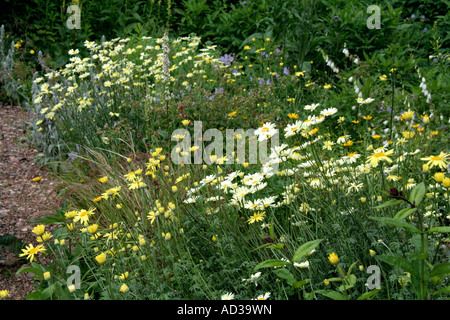 Bestandteil der Steingarten in Holbrook Devon Ende Juni mit Anthemis E C Buxton und Anthemis Wargrave Vielfalt die blasser daisy Stockfoto