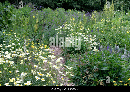 Bestandteil der Steingarten in Holbrook Devon Ende Juni mit Anthemis E C Buxton und Anthemis Wargrave Vielfalt die blasser daisy Stockfoto