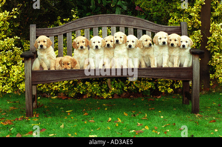 11 rein gezüchtet, Golden Retriever Welpen sitzen auf einer Bank, UK. Stockfoto