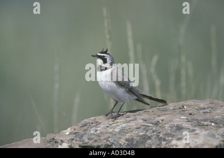 GEHÖRNTE LERCHE Eremophila alpestris Stockfoto