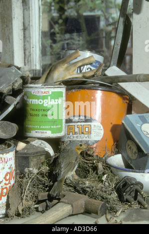 ROBIN Erithacus Rubecula Nest in garage Stockfoto