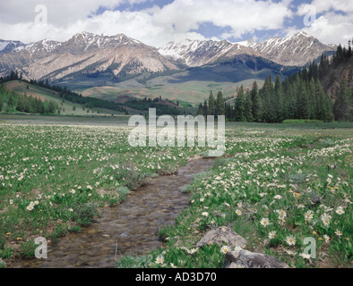 Sägezahn nationale Erholung Area of Idaho Boulder Berge mit BloomingWhite Wyethia im Vordergrund anzeigen Stockfoto