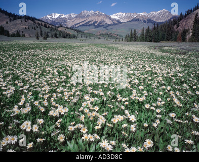 Sägezahn nationale Erholung Area of Idaho zeigt Boulder Berge mit blühenden weißen Wyethia für den Vordergrund Stockfoto