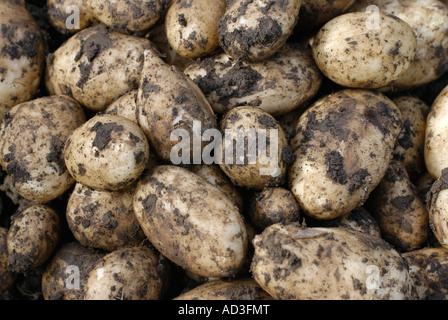 Neue Kartoffeln Stockfoto