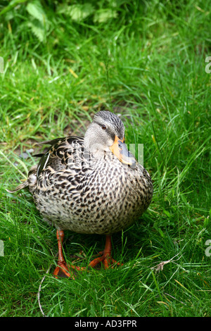 Weibliche Stockente - Anas platyrhynchos Stockfoto