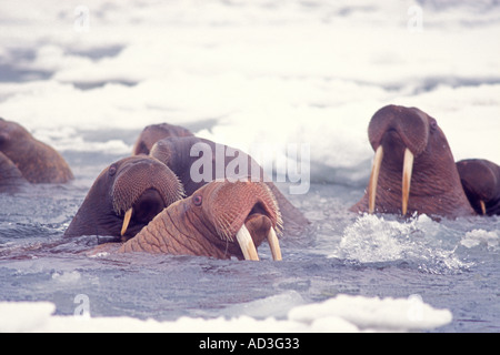 Walross Odobenus Rosmarus Gruppe im Wasser in der Mitte des Packeises Beringmeer Alaska Stockfoto