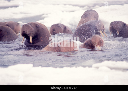 Walross Odobenus Rosmarus Gruppe im Wasser in der Mitte des Packeises Beringmeer Alaska Stockfoto