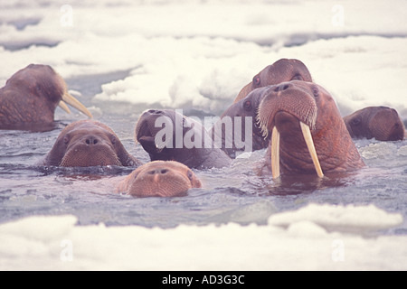 Walross Odobenus Rosmarus Gruppe im Wasser in der Mitte des Packeises Beringmeer Alaska Stockfoto