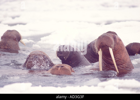 Walross Odobenus Rosmarus Gruppe im Wasser in der Mitte des Packeises Beringmeer Alaska Stockfoto