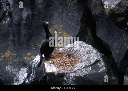 Rot konfrontiert Kormoran Phalacrocorax online auf der Pribloff Insel des Heiligen Paulus in der Mitte der Beringsee Alaska Stockfoto