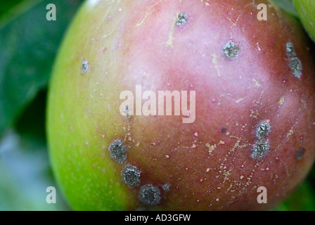 Apfelschorf Stockfoto