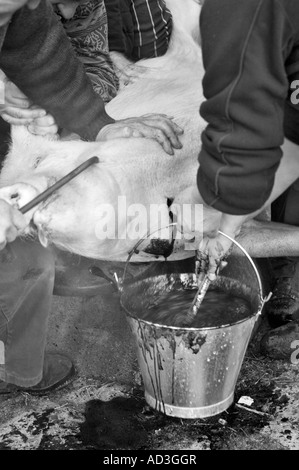 Die jährliche Schlachten des Schweins getan die traditionelle Art Pyrenäen Spanien Stockfoto