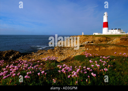 Portland Bill Leuchtturm auf der Klippe mit Massen von Meer rosa Sparsamkeit Armeria maritima in Blume genommen Stockfoto