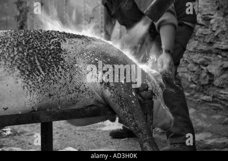 Die jährliche Schlachten des Schweins getan die traditionelle Art Pyrenäen Spanien Stockfoto