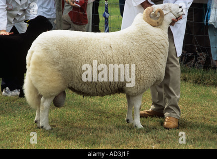 ANGLESEY zeigen GWALCHMAI NORTH WALES UK August einer der Preisträger in der Kategorie Stammbaum Welsh Mountain Sheep Stockfoto