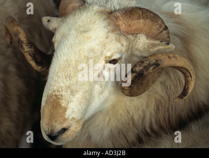 ANGLESEY zeigen GWALCHMAI NORTH WALES UK August einer der Konkurrenten in der Kategorie Welsh Mountain Sheep Stockfoto