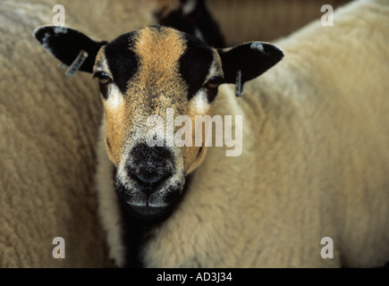 ANGLESEY zeigen GWALCHMAI NORTH WALES UK August One der Wettbewerber in den Dachs konfrontiert Welsh Mountain Sheep Kategorie Stockfoto