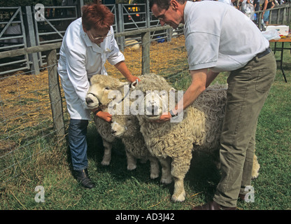 ANGLESEY zeigen GWALCHMAI NORTH WALES UK August zwei Preis graues Gesicht Dartmoor Schafe eine seltene Rasse Stockfoto