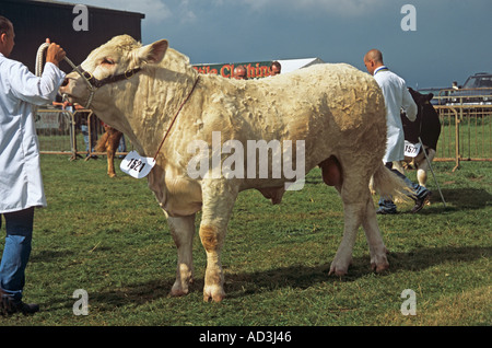 ANGLESEY SHOW GWALCHMAI Nord-WALES UK August eines Charoloi Bull-Teilnehmer Stockfoto