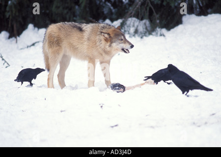 grauer Wolf Canis Lupus Fütterung auf einen Elch-Alces Alces Bein mit gemeinsamen Kolkrabe Corvus Corax Takshanuk Berge Alaska Stockfoto