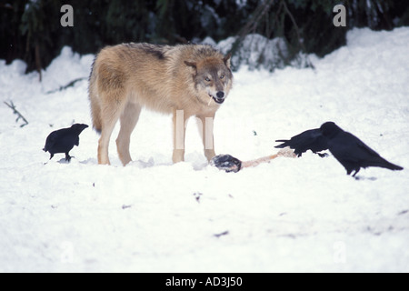 Der graue Wolf Canis Lupus ernährt sich von einem Elch Alces alces Bein mit den gewöhnlichen Raben Corvus corax Takshanuk Bergen im Südosten Alaskas Stockfoto